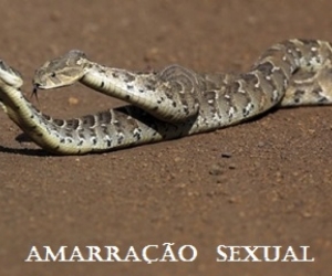 AMARRAÇÃO  SEXUAL